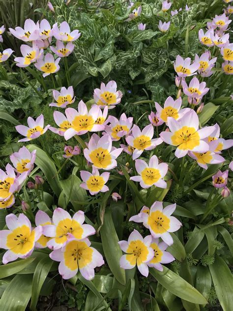 Tulipa saxatilis 'Lilac Wonder' (Botanisk Tulip)